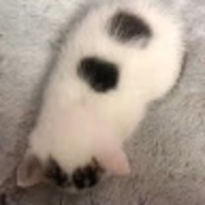 Meet your Posher, Star